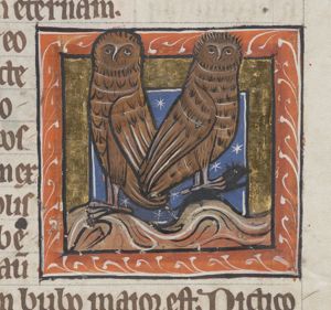 Noctua (an owl)