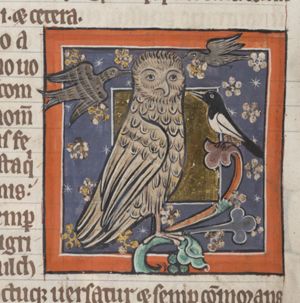 Bubo (owl) mobbed by other birds, possibly a magpie