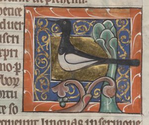 Pica (magpie)