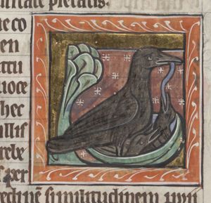 Corvus (corax, raven)