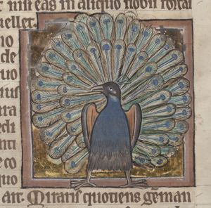 Pavo (peacock)