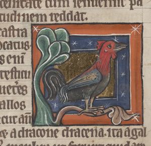 Gallus (cock)