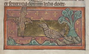 Gallina (hen)