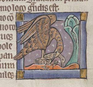 Milvus (kite) attacking another bird (due to a rubricator’s error the first word reads ’Silvus’)