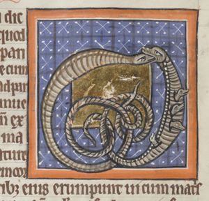 Vipera (viper, adder): live birth through its side