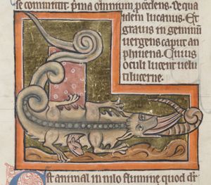 The Hydrus penetrates the stomach of the crocodile through its mouth and comes out unarmed