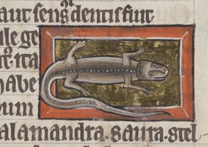 Lacertus (lizard)