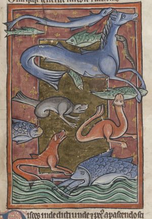 Sea creatures, fish and reptiles, sea horse
