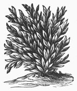 Shrubs