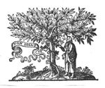 Man picking a bunch of grapes off a vine, winding itself round a tree; banderole