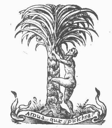 Naked man trying to climb a palm tree; banderole