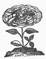 Bee sucking honey and spider sucking venom from a rose