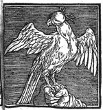 Falcon sitting on a fist