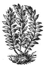 Shrubs