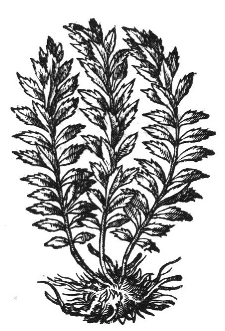 Shrubs