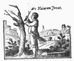 A man grafting a tree in a landscape; a spade on the ground