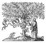 Man picking a bunch of grapes off a vine, winding itself round a tree; banderole