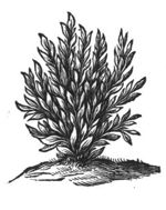 Shrubs