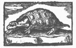 Turtle and banderole