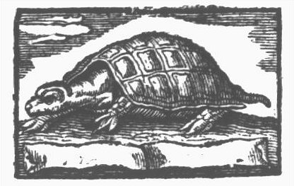 Turtle and banderole