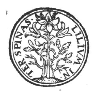 Lily and thorny shrubs, illustrating "Song of Songs 2:2": 'As a lily among thorns, So is my love among the daughters'
