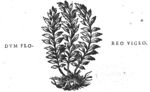 Shrubs