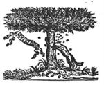 Bees attacking a wolf searching for honey from a tree; banderole