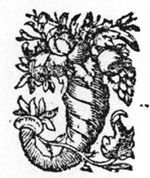 Cornucopia