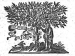 Man picking a bunch of grapes off a vine, winding itself round a tree; banderole