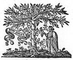 Man picking a bunch of grapes off a vine, winding itself round a tree; banderole