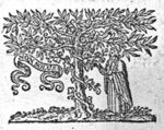 Man picking a bunch of grapes off a vine, winding itself round a tree; banderole
