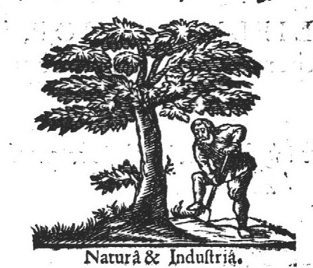 A man spading beneath a tree