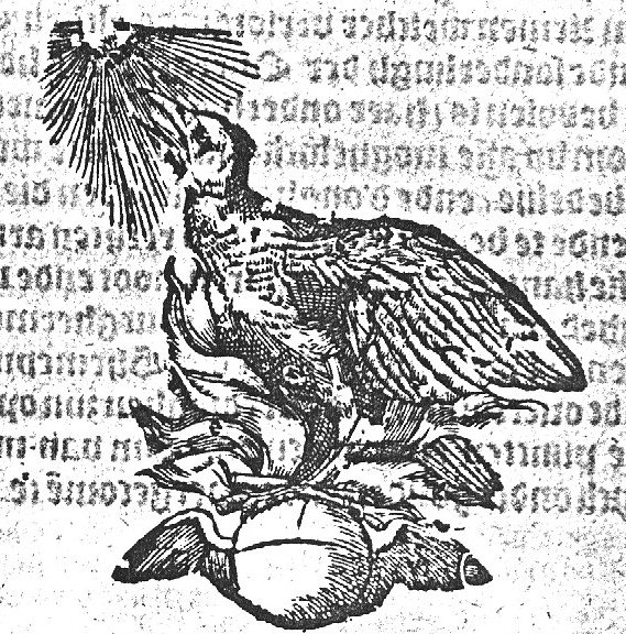Phoenix looking at the sun, standing on a winged globe