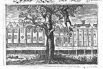 A man is picking a piece of fruit from a tree, while sitting on a branch close to its trunk; a second branch breaks and another man falls from the tree, head first; across the Rapenburg buildings of Leiden University; banderole with inscription