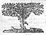 Vine winding itself round a tree