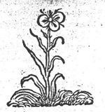 A flower