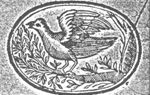 Dove on a branch