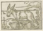 Emblem illustration for II ii 4