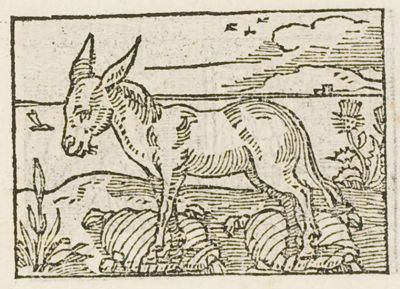 A heavy, well-fed donkey standing in a landscape