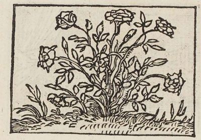 A rose bush with blossoms and thorns