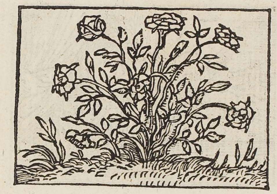 A rose bush with blossoms and thorns