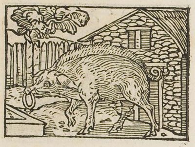 Pigs at a trough, one sniffing at a ring on the ground