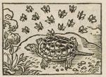 Emblem illustration for II viii 100