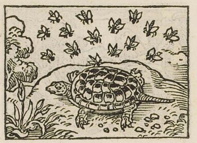 A tortoise untroubled by a swarm of flies
