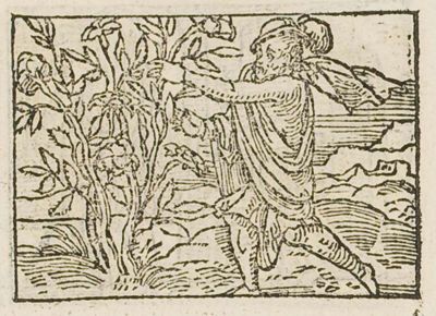 A man plucking a rose from a thorny bush