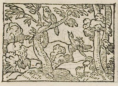 A nightingale singing on a branch, another fallen dead below