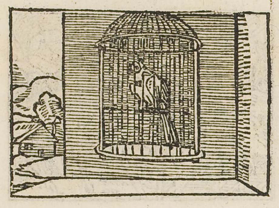 A bird singing in a cage