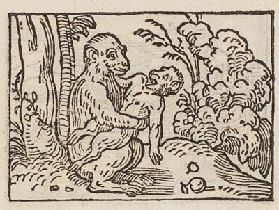 An ape crushing its young by embracing it too tightly