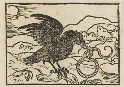 A raven swallowing a snake