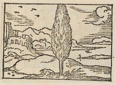A cypress tree in a landscape